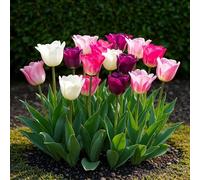 GreenboutiQ - Bulbes à fleurs - Tulp Pastel mix - Couleurs variées - 12 pièces - Taille des bulbes 11/12 - Pack XXL