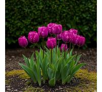 GreenboutiQ - Bulbes à fleurs - Tulp Triumph Purple - Couleur Violet - 15 pièces - Taille de bulbe 11/12 - Pack XXL