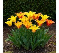 GreenboutiQ - Bulbes à fleurs - Tulp Vendeeglobe - Couleur Jaune - 12 pièces - Taille de bulbe 11/12 - Pack XXL