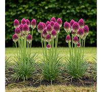 GreenboutiQ - Bulbes - Allium Sphaerocephalon - Couleur Violet - 100 pièces - Taille de bulbe 5/6 - Pack XXL