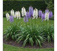 GreenboutiQ - Bulbes de fleurs - Camassia Leichtlinii Mix - Couleur Violet et Blanc - 5 pièces - Taille des bulbes 12/14 - Pack XXL