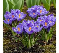 GreenboutiQ - Bulbes de Fleurs - Crocus Blue - Couleur Bleue - 30 pièces - Taille des bulbes 7/8 - Pack XXL