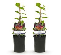 GreenboutiQ - Chèvrefeuille - Lonicera heckrottii Goldflame -Fleur Rose avec Jaune - Peu d'entretien - 2 plantes - Pot 11cm Hauteur 40cm