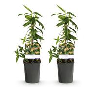 GreenboutiQ - Chèvrefeuille - Lonicera henryi - Fleurs Roses - Peu d'entretien - 2 plantes - Pot 11cm Hauteur 40cm