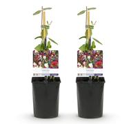 GreenboutiQ - Chèvrefeuille - Lonicera Serotina - Fleurs Roses avec Blanc - Peu d'entretien - 2 plantes - Pot 11cm Hauteur 40cm