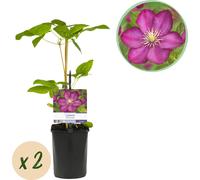 GreenboutiQ - Clématite 'Ville de Lyon' (clématite) - fleur rose - entretien facile - 2 plantes en pot Ø11 cm - hauteur env. 40 cm