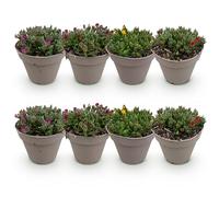 GreenboutiQ - Couverture de sol - Rustique - Delosperma - 8 Plantes - Couleurs Rouge - Jaune - Violet - Rose - Peu d'entretien - Pot 14cm Hauteur 17cm