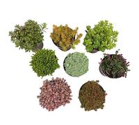 GreenboutiQ - Couverture de sol - Rustique - Mélange alpin - 8 Plantes - Couleurs variées - Peu d'entretien - Pot de 14 cm Hauteur 17 cm