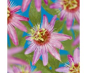 GreenboutiQ - Fleur de passion - Passiflora Anastasia - Fleurs Roses - Peu d'entretien - 2 plantes - Pot 11cm Hauteur 40cm