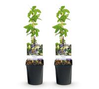 GreenboutiQ - Fleur de Passion - Passiflora caerulea - Fleur Bleue avec Vert Blanc - Peu d'entretien - 2 plantes - Pot 11cm Hauteur 40cm