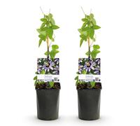 GreenboutiQ - Fleur de Passion - Passiflora Damsels Delight - Fleurs Violettes avec Blanc - Peu d'entretien - 2 plantes - Pot 11cm Hauteur 40cm