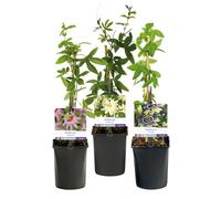 GreenboutiQ - Plante grimpante Passiflora 'Tricolour' (Passiflore) - Fleurs rose-blanc-lilas - Entretien facile - 3 plantes en pot Ø11 cm - Hauteur env. 40 cm