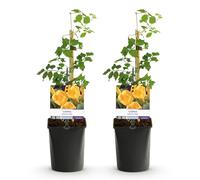 GreenboutiQ - Fleur de trompette - Campsis radicans Flave - Fleurs Jaunes - Peu d'entretien - 2 plantes - Pot 11cm Hauteur 40cm