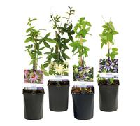 GreenboutiQ - Fleurs de Passions - Passiflora Rainbow - Fleurs Rose Blanc Violet Vert - Peu d'entretien - 4 plantes - Pot 11cm Hauteur 40cm