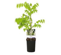 GreenboutiQ - Glycine - Wisteria floribunda Alba - Fleurs blanches - 1 plante - Pot 11cm Hauteur 40cm