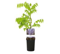 GreenboutiQ - Glycine - Wisteria floribunda Prolific - Fleurs Bleues - 1 plante - Pot 11cm Hauteur 40cm