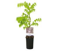 GreenboutiQ - Glycine - Wisteria floribunda Rosea - Fleurs roses - 1 plante - Pot 11cm Hauteur 40cm