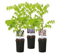 GreenboutiQ - Glycine - Wisteria floribunda Tricolour - Fleurs Bleues Roses Blanches - 3 plantes - Pot 11cm Hauteur 40cm