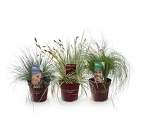 GreenboutiQ - Graminées - 3 Plantes - Bleu - Jaune - Vert - Persistant - Rustique - Pot 17cm Hauteur 50cm