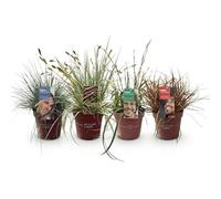 GreenboutiQ - Graminées Ornementales - 4 Plantes - Bleu - Jaune - Vert - Rouge - Persistant - Peu d'Entretien - Pot 17cm Hauteur 50cm