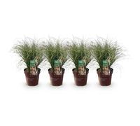 GreenboutiQ - Graminées Ornementales - Carex comans Frosted Curls - Vert - 2 Plantes - Persistantes - Peu d'Entretien - Pot 17cm Hauteur 50cm