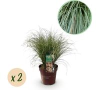 GreenboutiQ - Graminées ornementales - Carex comans Frosted Curls - Vert - 2 Plantes - Pervenche - Peu d'entretien - Pot 17cm Hauteur 50cm