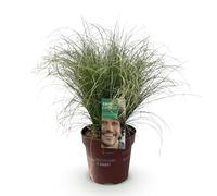 GreenboutiQ - Graminées Ornementales - Carex comans Frosted Curls - Vert - 4 Plantes - Persistantes - Peu d'Entretien - Pot 17cm Hauteur 50cm