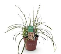 GreenboutiQ - Graminées ornementales - Carex morrowii Ice Dance - Blanc & Vert - 4 Plantes - Persistant - Peu d'entretien - Pot 17cm Hauteur 50cm