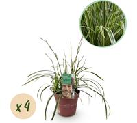 GreenboutiQ - Graminées ornementales - Carex morrowii Ice Dance - Blanc & Vert - 4 plantes - Pervenche - Peu de soins - Pot 17cm Hauteur 50cm