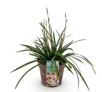 GreenboutiQ - Graminées Ornementales - Carex morrowii Irish Green - Vert & Jaune - 4 Plantes - Persistante - Peu d'Entretien - Pot de 17 cm Hauteur 50 cm