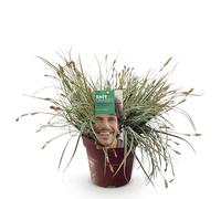 GreenboutiQ - Graminées ornementales - Carex oshimensis Everest - Blanc et Vert - 1 Plante - Persistante - Résistante à l'Hiver - Pot 17cm Hauteur 50cm