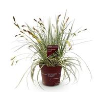GreenboutiQ - Graminées ornementales - Carex oshimensis Evergold - Jaune & Vert - 1 Plante - Persistant - Résistant à l'hiver - Pot 17cm Hauteur 50cm