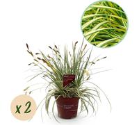 GreenboutiQ - Graminées ornementales - Carex oshimensis Evergold - Jaune & Vert - 2 Plantes - Persistantes - Peu de soins - Pot 17cm Hauteur 50cm