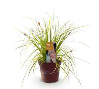 GreenboutiQ - Graminées Ornementales - Carex oshimensis Everillo - Jaune - 2 Plantes - Persistantes - Peu d'Entretien - Pot 17cm Hauteur 50cm