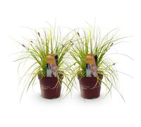GreenboutiQ - Graminées Ornementales - Carex oshimensis Everillo - Jaune - 4 Plantes - Persistantes - Peu d'Entretien - Pot 17cm Hauteur 50cm
