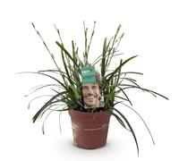 GreenboutiQ - Graminées ornementales - Carex oshimensis Intense Green - Vert - 2 Plantes - Persistant - Peu d'entretien - Pot 17cm Hauteur 50cm