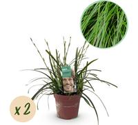GreenboutiQ - Graminées ornementales - Carex oshimensis Intense Green - Vert - 2 plantes - persistantes - peu d'entretien - pot 17cm hauteur 50cm
