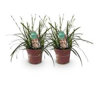 GreenboutiQ - Graminées ornementales - Carex oshimensis Intense Green - Vert - 4 Plantes - Persistant - Peu d'entretien - Pot 17cm Hauteur 50cm