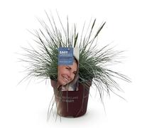 GreenboutiQ - Graminées ornementales - Festuca glauca Intense Blue - Bleu - 1 Plante - Persistante - Rustique - Pot de 17 cm Hauteur 50 cm