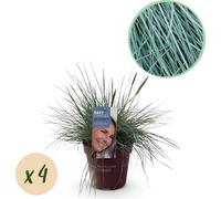 GreenboutiQ - Graminées ornementales - Festuca glauca Intense Blue - Bleu - 4 plantes - Pervenche - Peu de soins - Pot 17cm Hauteur 50cm