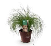GreenboutiQ - Graminées ornementales - Stipa tenuifolia Pony Tails - Vert - 1 Plante - Persistante - Rustique - Pot 17cm Hauteur 50cm
