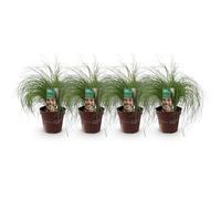 GreenboutiQ - Graminées Ornementales - Stipa tenuifolia Pony Tails - Vert - 4 Plantes - Persistantes - Peu d'Entretien - Pot 17cm Hauteur 50cm