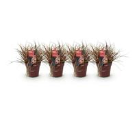 GreenboutiQ - Graminées Ornementales - Uncinia rubra Everflame - Rouge - 4 Plantes - Persistant - Peu d'Entretien - Pot 17cm Hauteur 50cm
