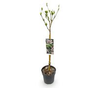 GreenboutiQ Hibiscus syriacus Starburst Chiffon® Plante tribale pour terrasse Feuilles caduques Peu d'entretien Pot de 19 cm Hauteur 90 cm