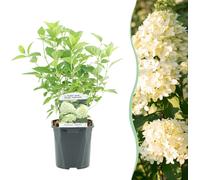GreenboutiQ - Hortensia à panicules - Hydrangea panniculata Limelight - Fleurs crème blanc - 1 plante - Feuillage caduc - Grandes fleurs - Pot 17cm Hauteur 50cm