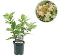 GreenboutiQ - Hortensia à panicules - Hydrangea panniculata Wims Red - Fleur Blanc Rouge - 1 plante - Feuillage caduc - Grandes fleurs - Pot 17cm Hauteur 50cm