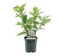 GreenboutiQ - Hortensia en Panicule - Hydrangea panniculata Wims Red - Fleur Blanche Rouge - 1 Plante - Feuillage Caduc - Grandes Fleurs - Pot 17cm Hauteur 50cm