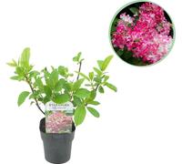 GreenboutiQ - Hortensia en panicules - Hydrangea panniculata Pink Diamond - Fleur blanche rose - 1 plante - Feuillage caduc - Grandes fleurs - Pot 17cm Hauteur 50cm