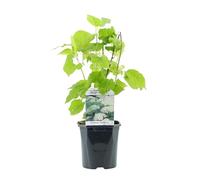 GreenboutiQ - Hortensia en Pompon - Hydrangea arborescens Annabelle - Fleur Blanche - 1 Plante - Feuillage Caduc - Grandes Fleurs - Pot 17cm Hauteur 50cm