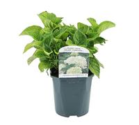GreenboutiQ - Hortensia - Hydrangea macrophylla Bleu - Fleur Blanc - 1 Plante - Caduc - Peu d'Entretien - Pot 17cm Hauteur 30cm